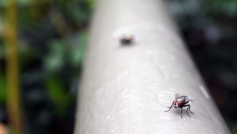 Illustration for article titled Shooting Challenge: Bugs 3